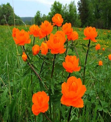 Купальница: фото цветка, описание растения, как вырастить, посадить ...