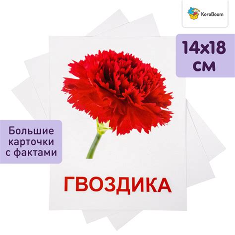 Обучающие карточки Домана "Цветы" Всезнайка KoroBoom, 20 больших ...