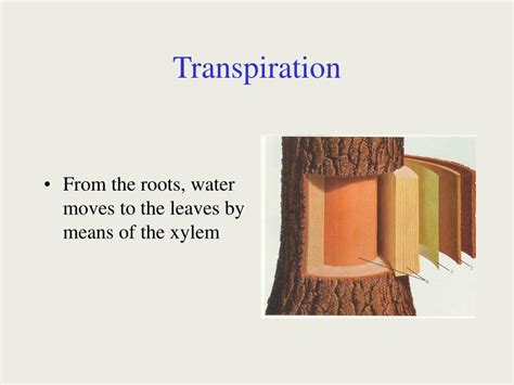 PPT - Transpiration PowerPoint Presentation, free download - ID:6875432