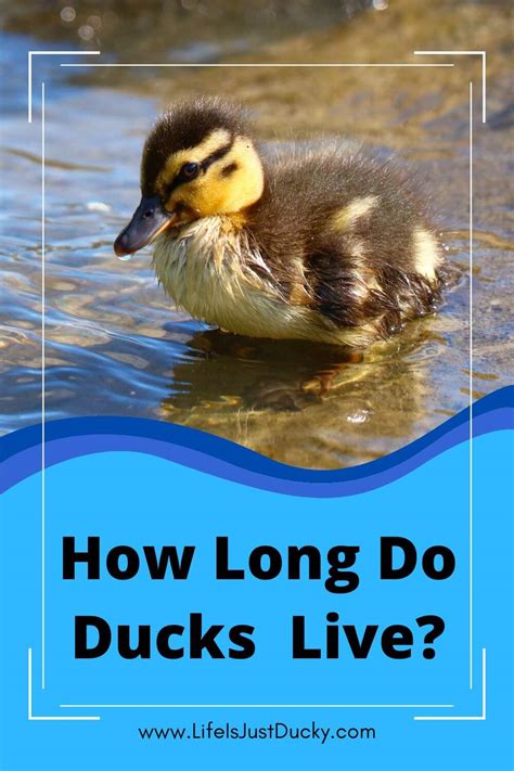 How Long Do Ducks Live A Lifespan Guide For Duck Owners Hwo Pages Dev