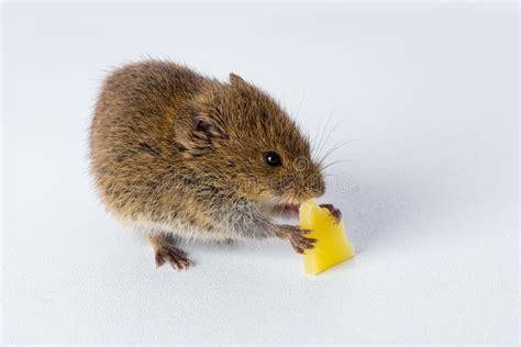 Field Mouse Eating A Piece Of Cheese Ͽ Isolated On White Stock Image ...