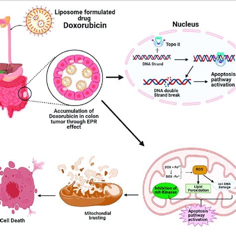 PDF Nanotechnology In Colorectal Cancer For Precision Diagnosis And