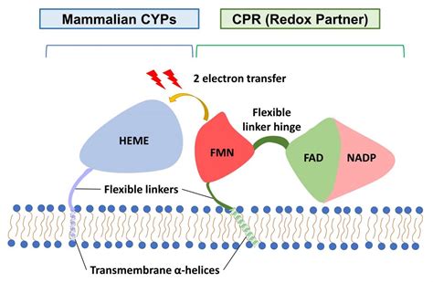 Electron Transfer From Cytochrome P Reductase To Cytochrome P