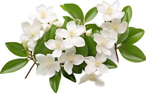 Jasmine png with AI generated. 30578695 PNG