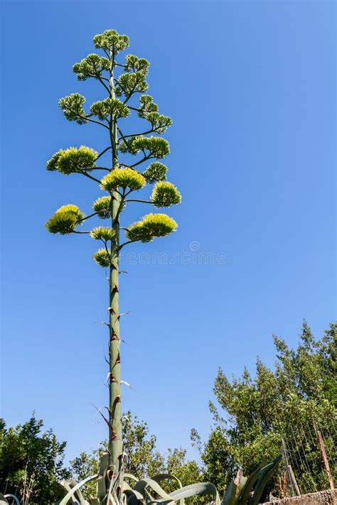 Tall Aloe Vera Yellow Flower Blooming Vegetation Stock Image Image