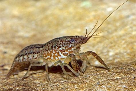 Marbled Crayfish – Invasive Species Centre