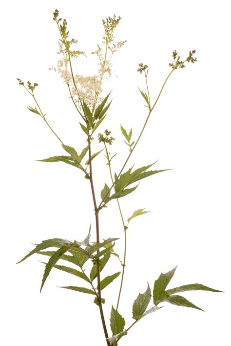 Filipendula Stem White, Plant, Nature, Herb PNG Transparent Image and