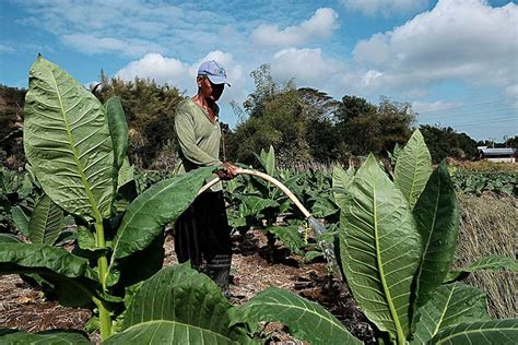 Stop Tobacco Farming Grow Food Who The Manila Times