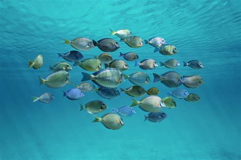 Ikan Tropis Sekolah Di Bawah Riak Permukaan Foto Stok Unduh Gambar