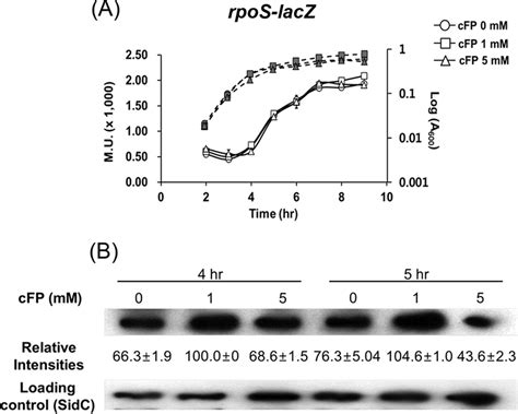 Rpos Expression Is Enhanced At The Posttranscriptional Level In The