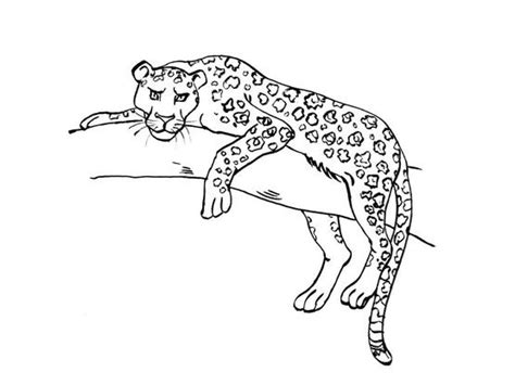 Coloriage Félin 4 Coloriage Felins Coloriages Animaux