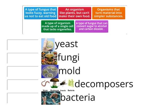 Science 5 - Decomposers - Match up