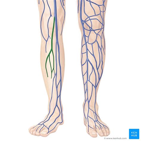 Foot Vein Anatomy - Anatomical Charts & Posters