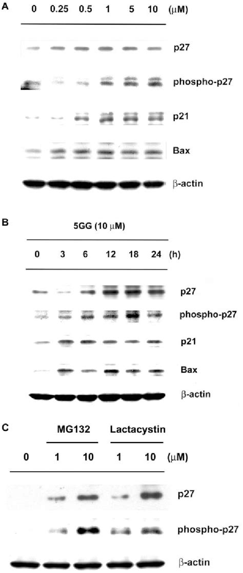 Figure 6 From Induction Of G1 Arrest And Apoptosis In Human Jurkat T