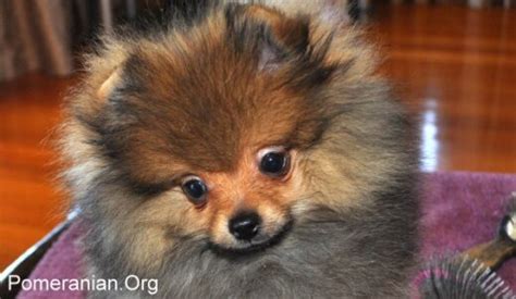 Understanding Pomeranian Growth Stages