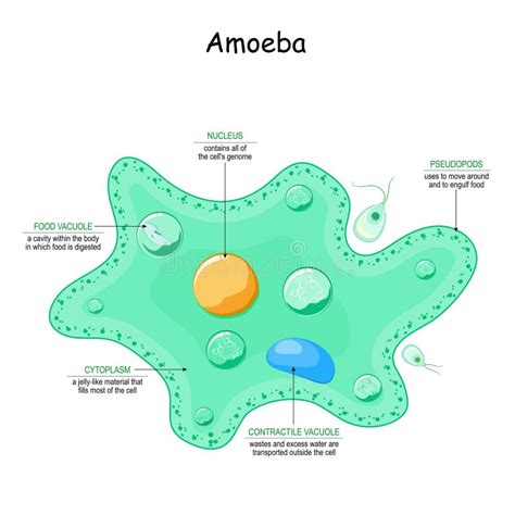 Structure Of An Amoeba Proteus Stock Vector Illustration Of Microbiology Anatomy 34406447