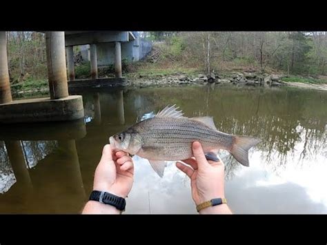 Rocky Fork Spring Multi Species Day Youtube