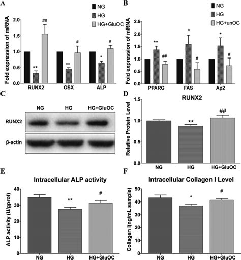 Effects Of Hg Or Gluoc On Bmscs Results Of The Three Treatment Groups