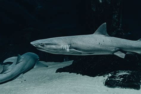 Underwater View of Swimming Sharks · Free Stock Photo