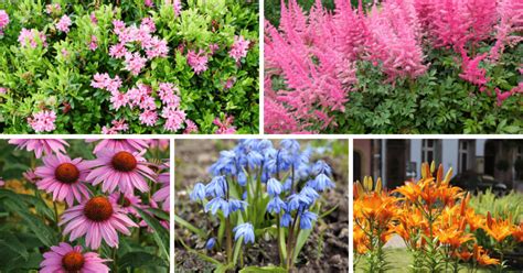 12 Rain Garden Plants that Will Beatify Your Entire Outdoor Space