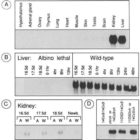 Expression Analysis Of The Fah Gene By Northern Blot Hybridization A