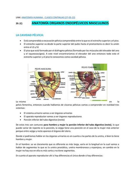 Anatom A Organos Endop Lvicos Masculinos Zarai Zamata Udocz