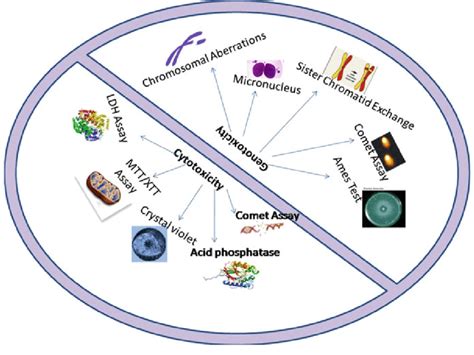 Various In Vitro And In Vivo Tests For Genotoxicity And Cytotoxicity