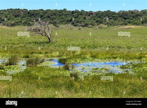 Landscape Of Isimangaliso Wetland Park In South Africa Stock Photo Alamy