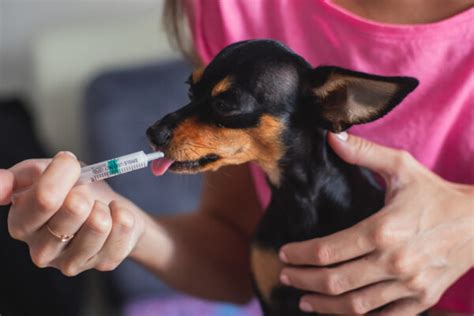 how to give liquid medicine to dog