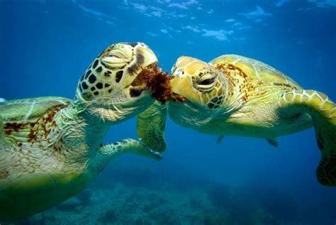 Reservorio Tenedor En Detalle Las Tortugas De Mar Astrolabio Partido Preferible