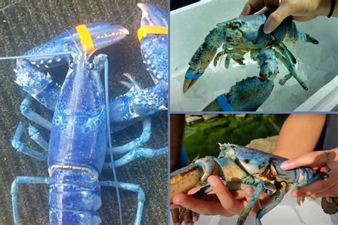 A Mainer Just Caught A Rare 'Blue Lobster'