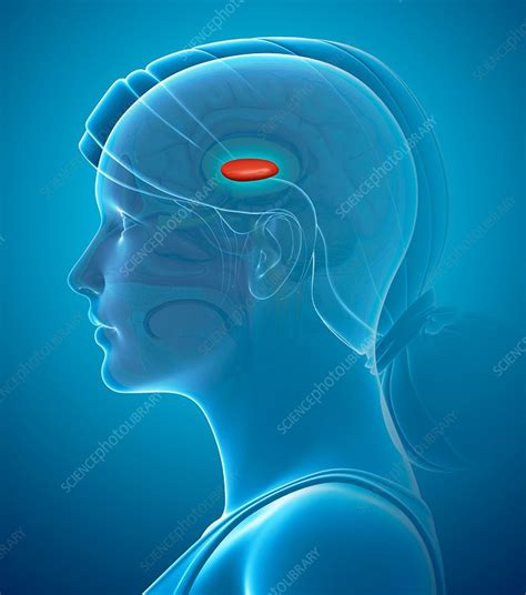 Brain Anatomy Illustration Stock Image F016 1859 Science Photo