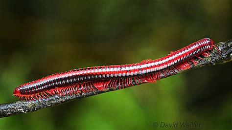 A Giant Fire Red Millipede