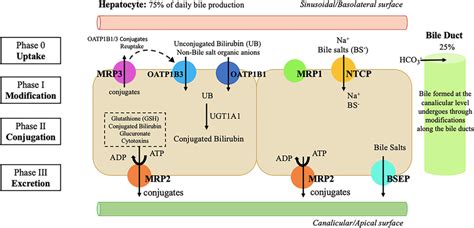 Mechanisms of bile formation and hepatobiliary transport systems in ...