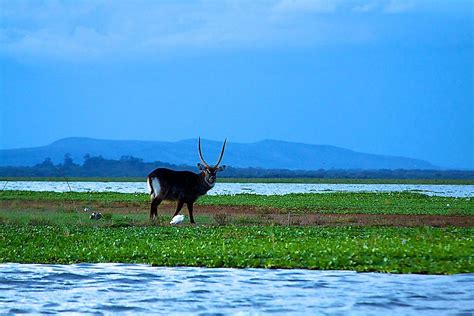 Ramsar Wetlands Of Kenya Worldatlas