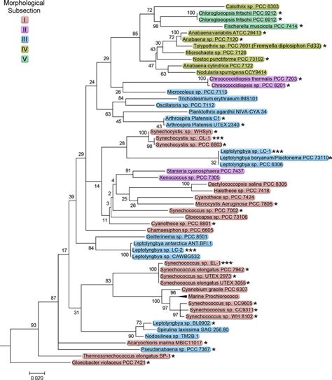 Phylogenetic Analysis of 16S rRNA Gene Sequences by Maximum Likelihood ... 