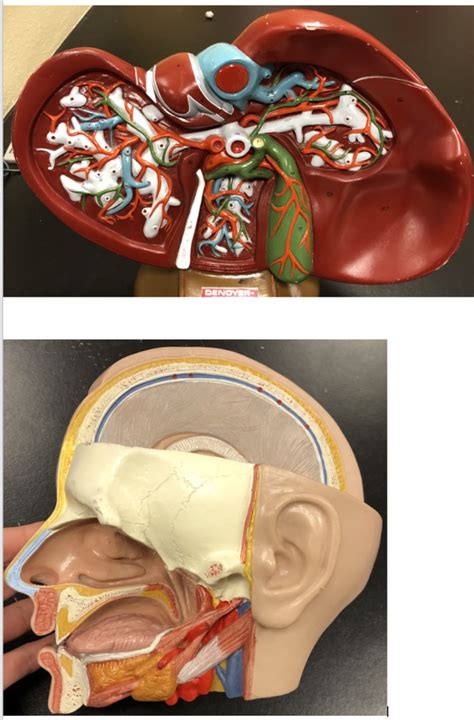 Unit 11 Digestive System Accessory Organs Diagram Quizlet