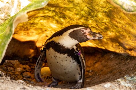 5 Surprising Facts You Didnt Know About Penguin Eggs Newquay Zoo