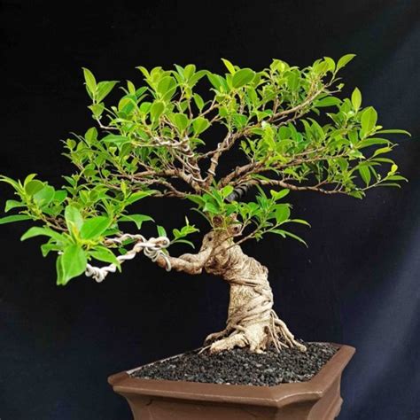 Bonsai Kimeng Harga Bonsai Kimeng Terbaik Tanamanmart