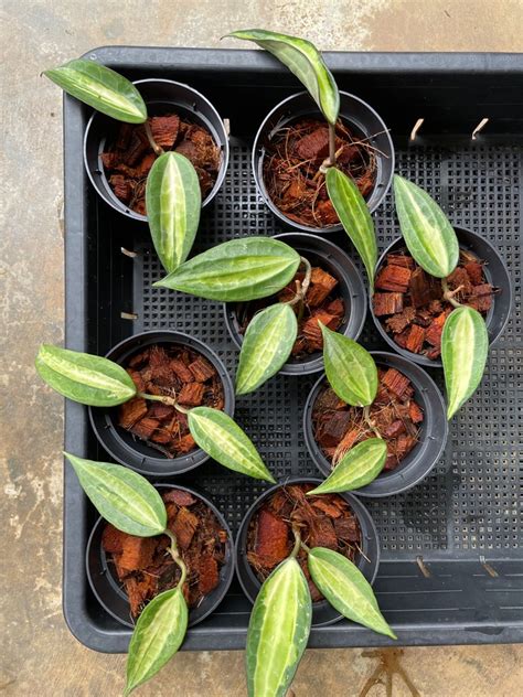 Hoya Macrophylla Pot Of Gold Furniture And Home Living Gardening