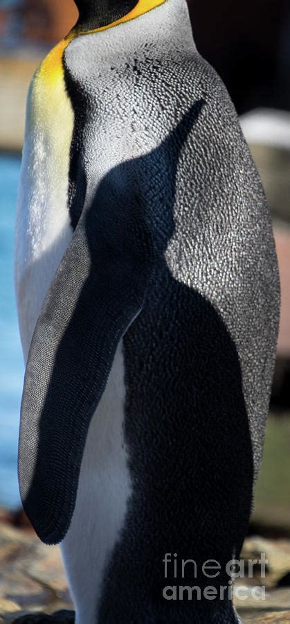 King Penguin Antarctica Photograph By Philippe Tulula And Julie Alexander