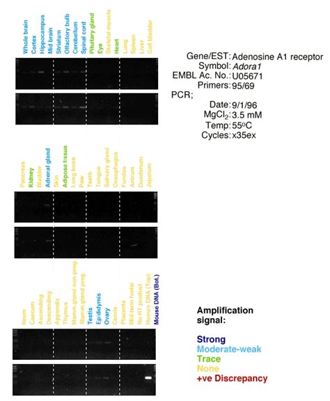 Adora1 Rt Pcr Gene Expression Assay Gxd