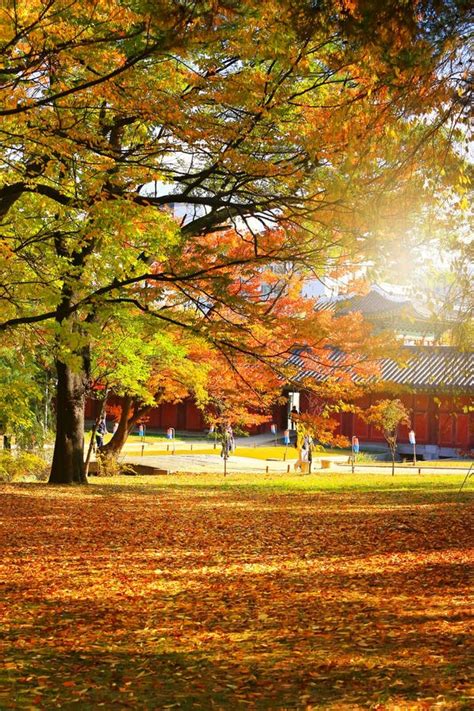 Autumn Season of Changdeokgung Palace, Stock Photo - Image of pagoda ...