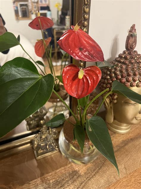 Whats Wrong With My Anthurium Spadix Browning And Black Spots On