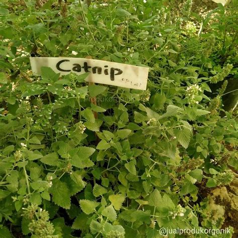 Mengenal Tanaman Catnip Dari Manfaat Hingga Efek Sampingnya Orami