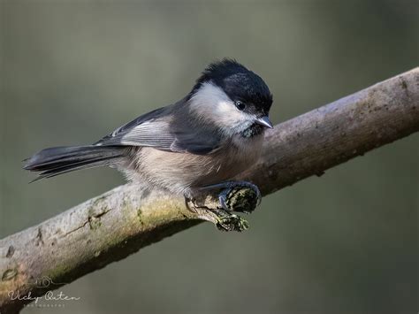 Willow Tit Vicky Outen Flickr