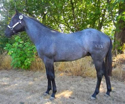 What about a blue roan horse color, would be nice to get this one via a ...