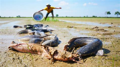 Unbelievable Amazing Find Catching A Lots Big Monster Catfish In