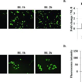 Blue Light Induced ROS Generation And DNA Damage In B16F10 Melanoma