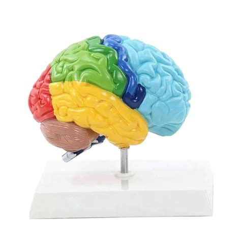 HÉMISPHÈRE DROIT DU Cerveau ModèLe de Corps Humain ÉDucation ModèLe de